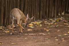 Nesotragus moschatus