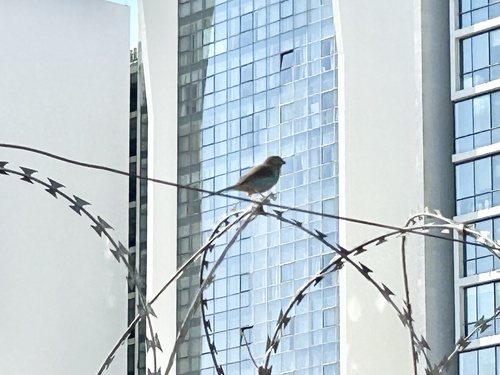 Blue Waxbill (Uraeginthus angolensis), photo 3