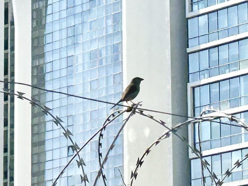 Blue Waxbill (Uraeginthus angolensis), photo 2