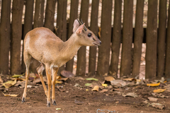 Nesotragus moschatus
