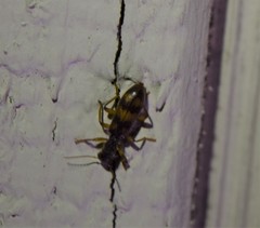 Cymatodera undulata