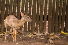 Nesotragus moschatus