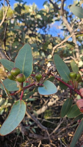 Bell-fruited Mallee (Eucalyptus preissiana)