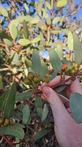 Eucalyptus preissiana, photograph 6