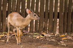 Nesotragus moschatus