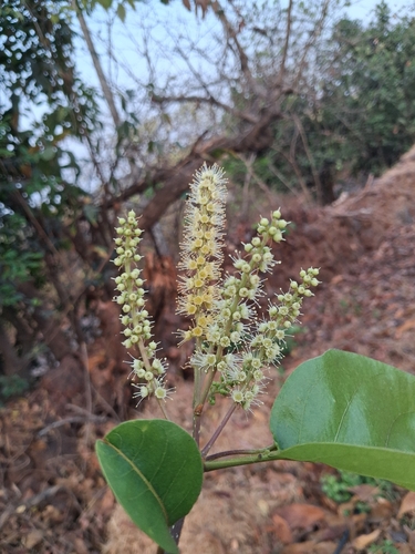 Terminalia chebula observed 2026-03-14