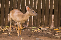 Nesotragus moschatus
