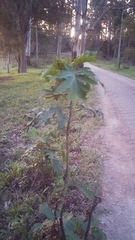 Solanum chrysotrichum