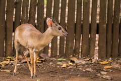 Nesotragus moschatus