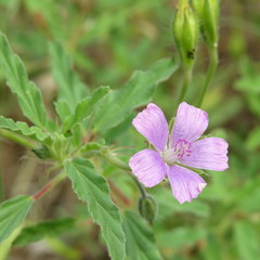 Monsonia angustifolia image