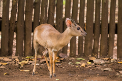 Nesotragus moschatus