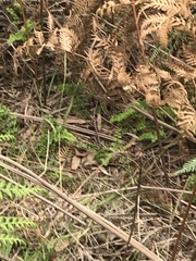 Adiantum aethiopicum