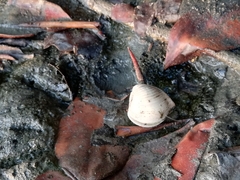 Anomalocardia flexuosa