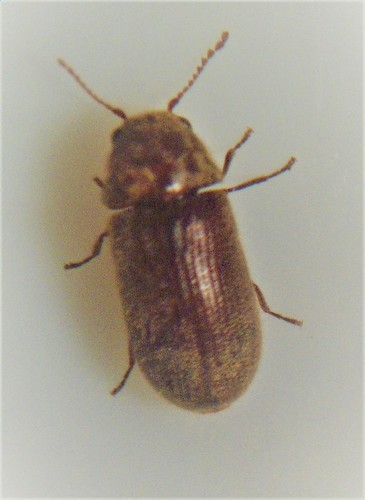 Holcobius, 2020-03-03
