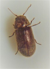Xyletobius watti