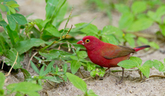 Lagonosticta senegala