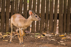 Nesotragus moschatus