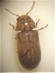 Xyletobius watti
