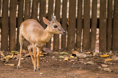 Nesotragus moschatus