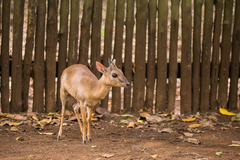 Nesotragus moschatus