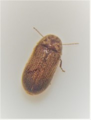 Xyletobius watti