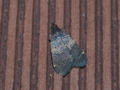 Hydrillodes nilgirialis