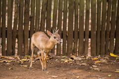 Nesotragus moschatus