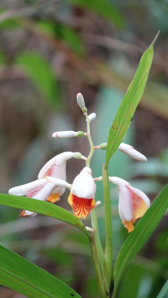Small shell ginger (Alpinia mutica)