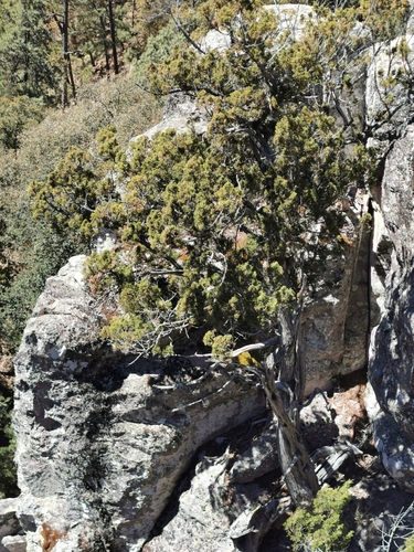 Image of Juniperus durangensis by (c) M. Socorro González Elizondo, some rights reserved (CC BY-SA)