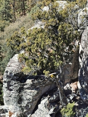 Juniperus durangensis