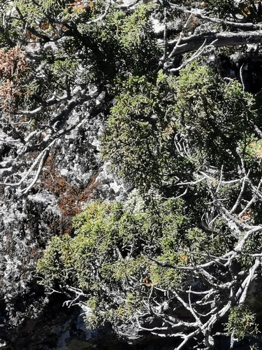 Image of Juniperus durangensis by (c) M. Socorro González Elizondo, some rights reserved (CC BY-SA)