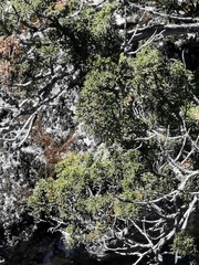 Juniperus durangensis