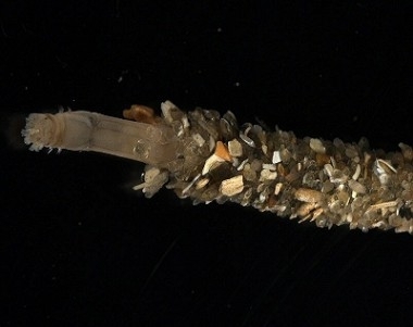 Owenia fusiformis · iNaturalist