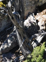 Juniperus durangensis
