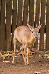 Nesotragus moschatus