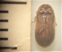Xyletobius watti