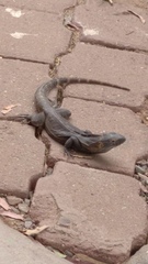 Ctenosaura macrolopha