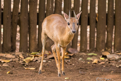 Nesotragus moschatus