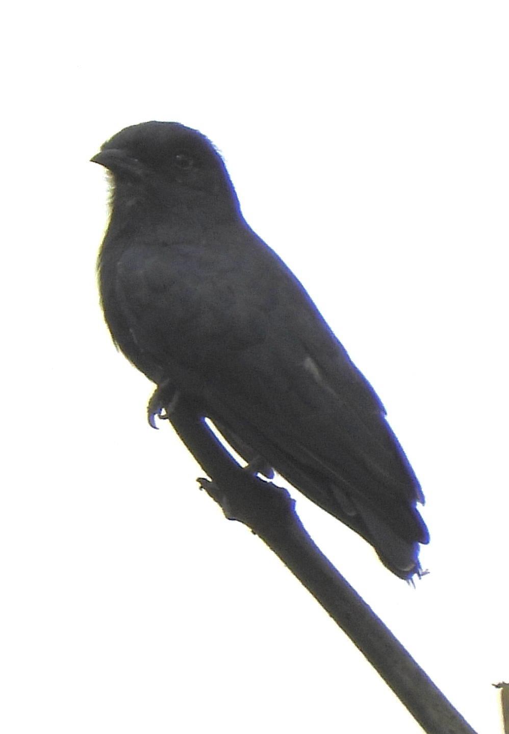 Swallow-winged Puffbird (Chelidoptera tenebrosa), photo 6