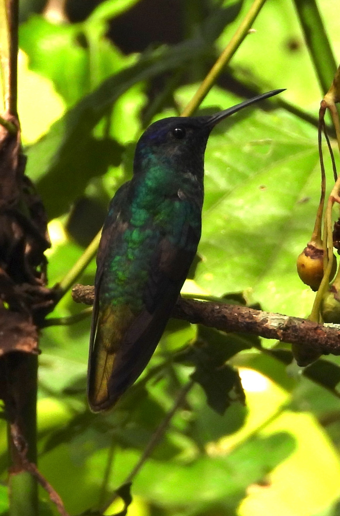 Golden-tailed Sapphire (Chrysuronia oenone), photo 5