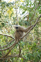 Hylobates pileatus