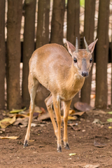 Nesotragus moschatus