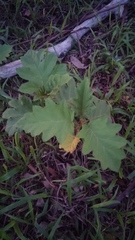 Solanum chrysotrichum