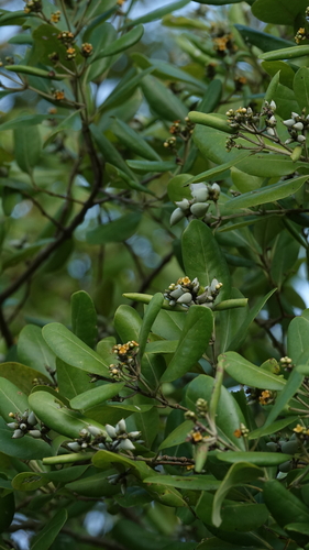 Avicennia officinalis