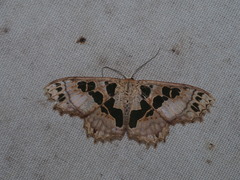 Scopula divisaria