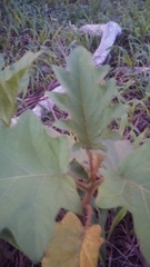 Solanum chrysotrichum