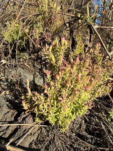 Santa Catalina Paintbrush (Castilleja tenuiflora)