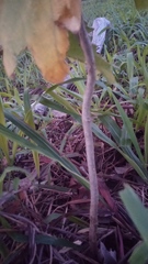 Solanum chrysotrichum