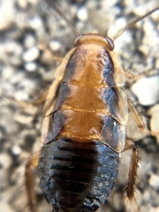 Chorisoneura texensis