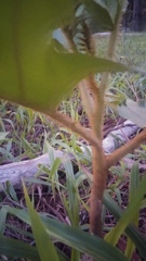 Solanum chrysotrichum